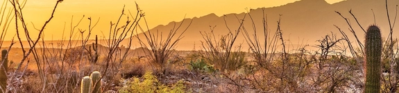 Sunset in the Tucson desert